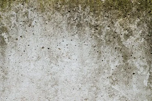 5 Signs You Might Have Mold in Your Home