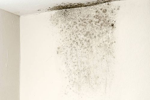 Know Your Mold: Stachybotrys Chartarum