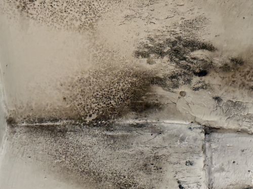 Know Your Mold: Aspergillus