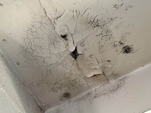 Know Your Mold: Alternaria