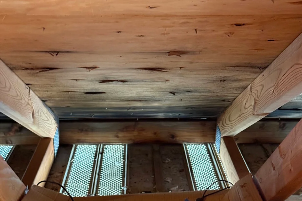 Know Your Mold: Cladosporium